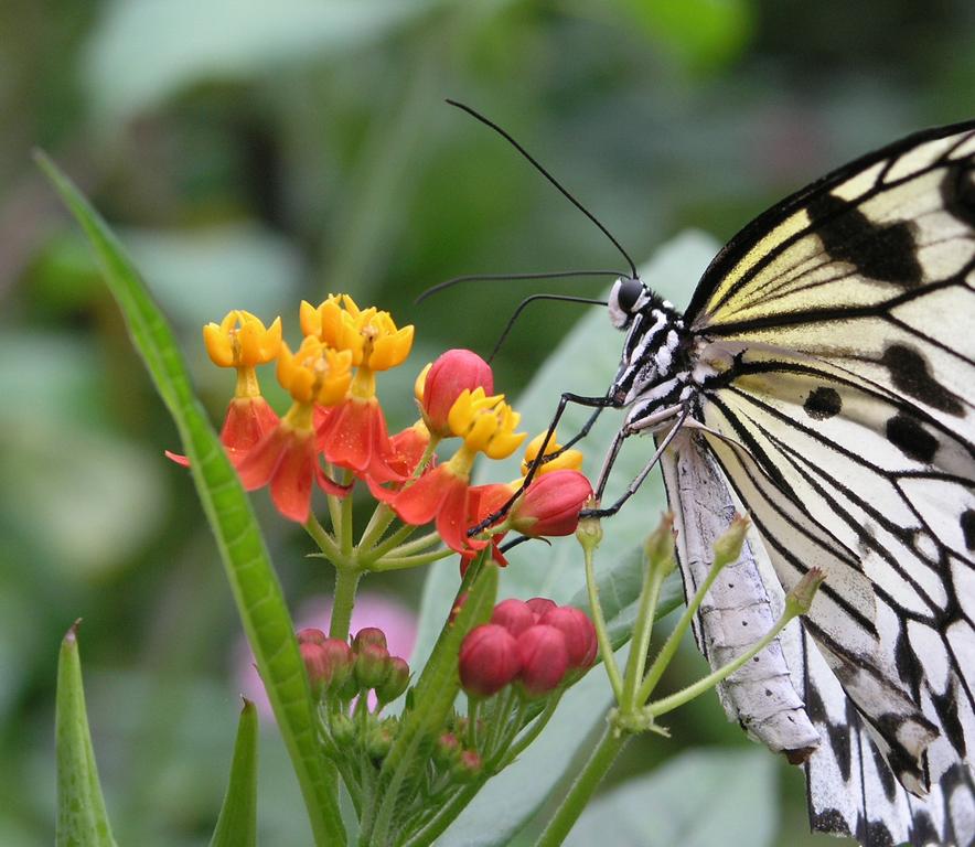 flower in May at the Butterfly Place in eastern Massachusetts