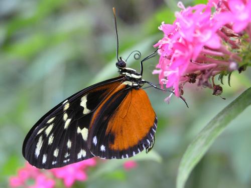 Tiger Longwing (Heliconius hecale) at the Butterfly Place in eastern Massachusetts