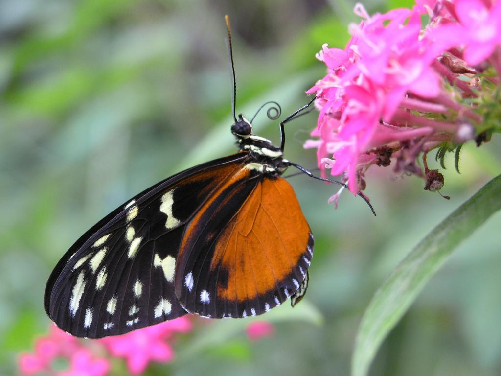 Tiger Longwing (Heliconius hecale) at The Butterfly Place in eastern Massachusetts