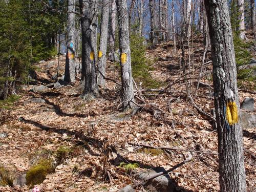 trail blazes on the way to Mount Cabot in Shelburne NH