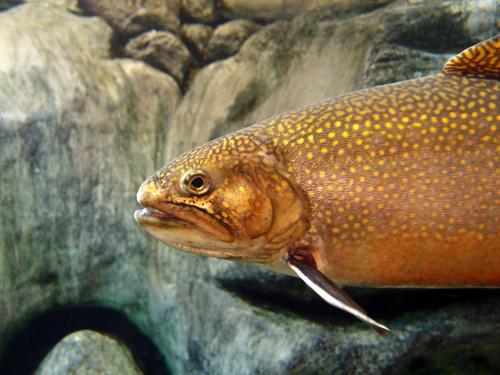 Eastern Brook Trout