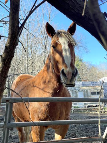 horse in November at Caesar's Brook Reservation in southern NH