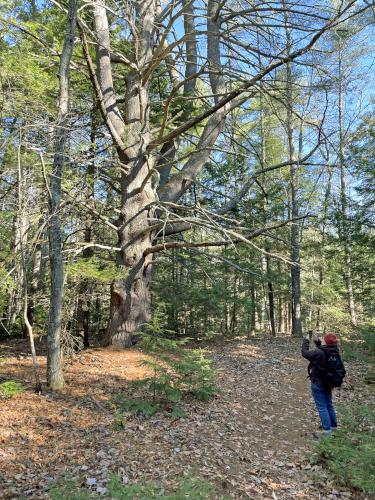 wolf tree in November at Caesar's Brook Reservation in southern NH