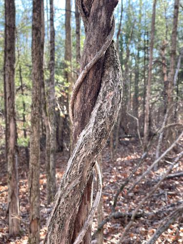 vines in November at Caesar's Brook Reservation in southern NH