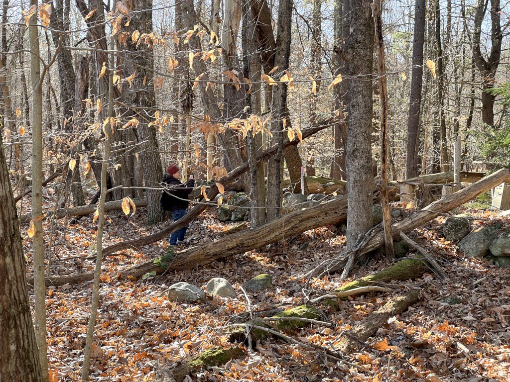 Andee in November off trail in the woods at Caesar's Brook Reservation in southern NH