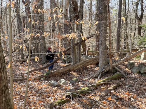 Andee in November off trail in the woods at Caesar's Brook Reservation in southern NH