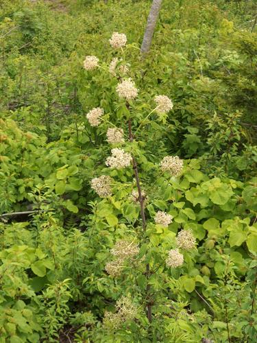 Red Elderberry (Sambucus racemosa) on Cambridge Black Mountain in northern New Hampshire