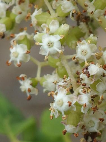 Red Elderberry (Sambucus racemosa) on Cambridge Black Mountain in northern New Hampshire