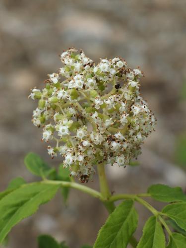 Red Elderberry