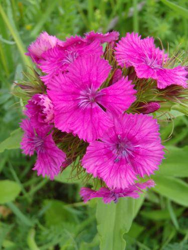 China Pink Dianthus