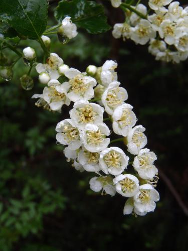 Chokecherry (Prunus virginiana)