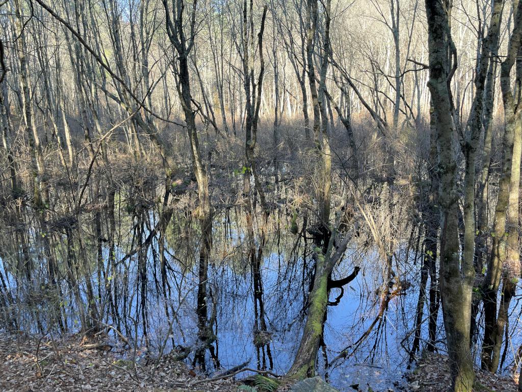 wetland in November at Camp Acton in northeast MA