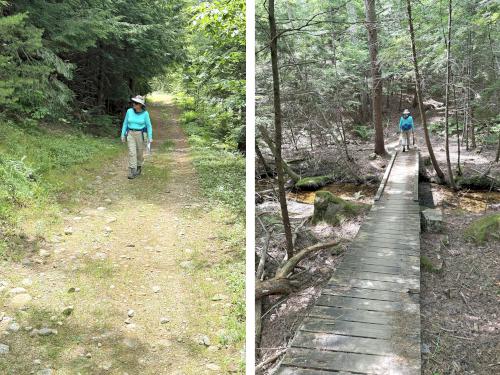 xxx in July at Camp Trail at Bear Brook State Park in southern NH