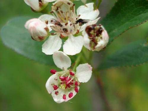 Red Chokeberry (Aronia arbutifolia)