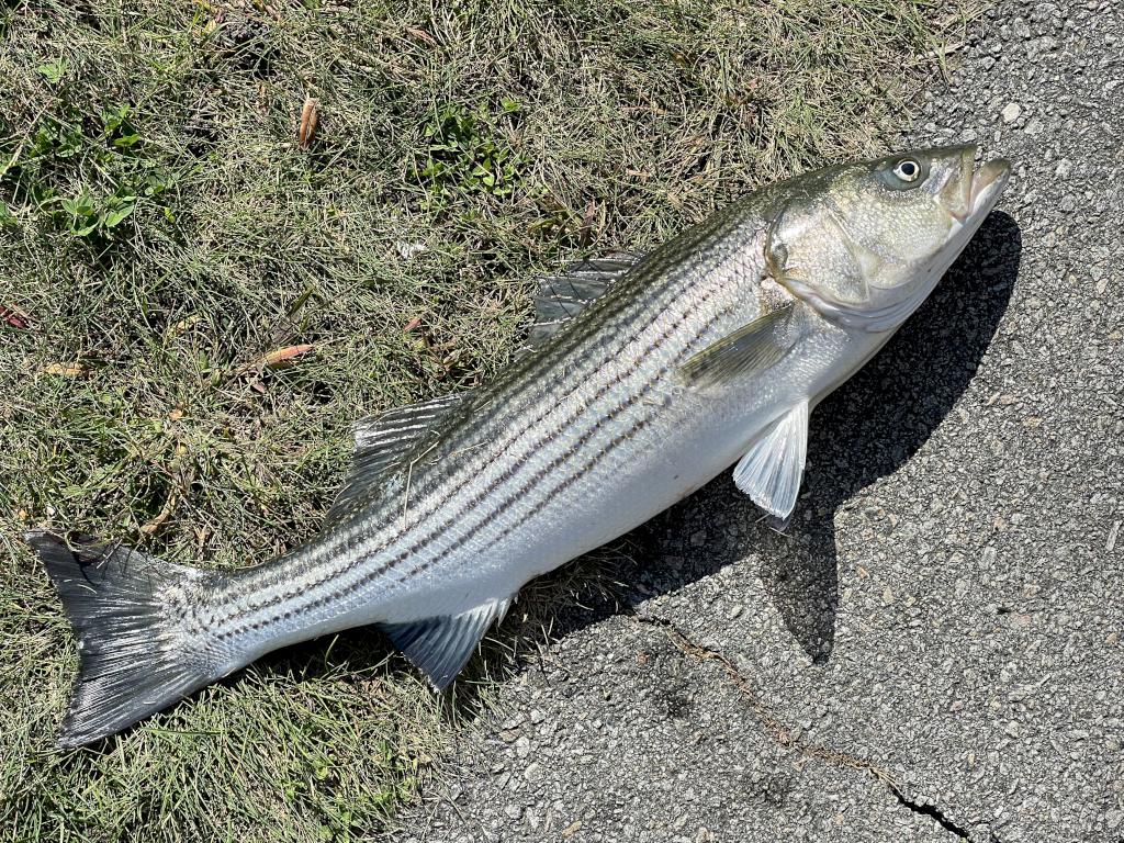 Striped Bass in October on the Cape Cod Canal Bikeway in eastern Massachusetts