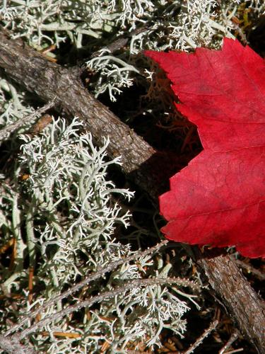 Gray Reindeer Lichen