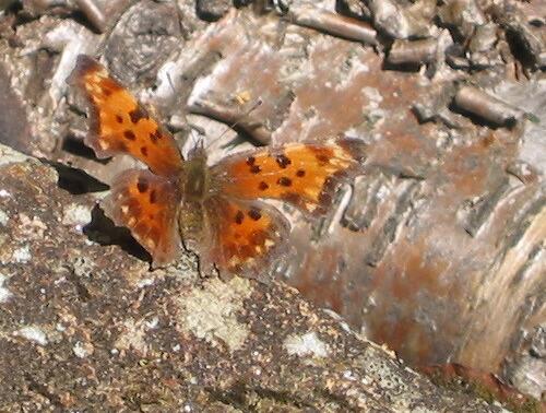 Angelwing butterfly