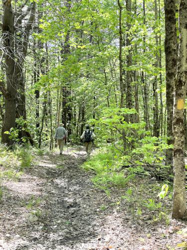 trails in May at Carter Hill in southern New Hampshire