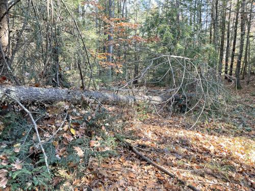 deadfall in October across Bog Loop at Lillian Cassier Memorial Forest in southern NH