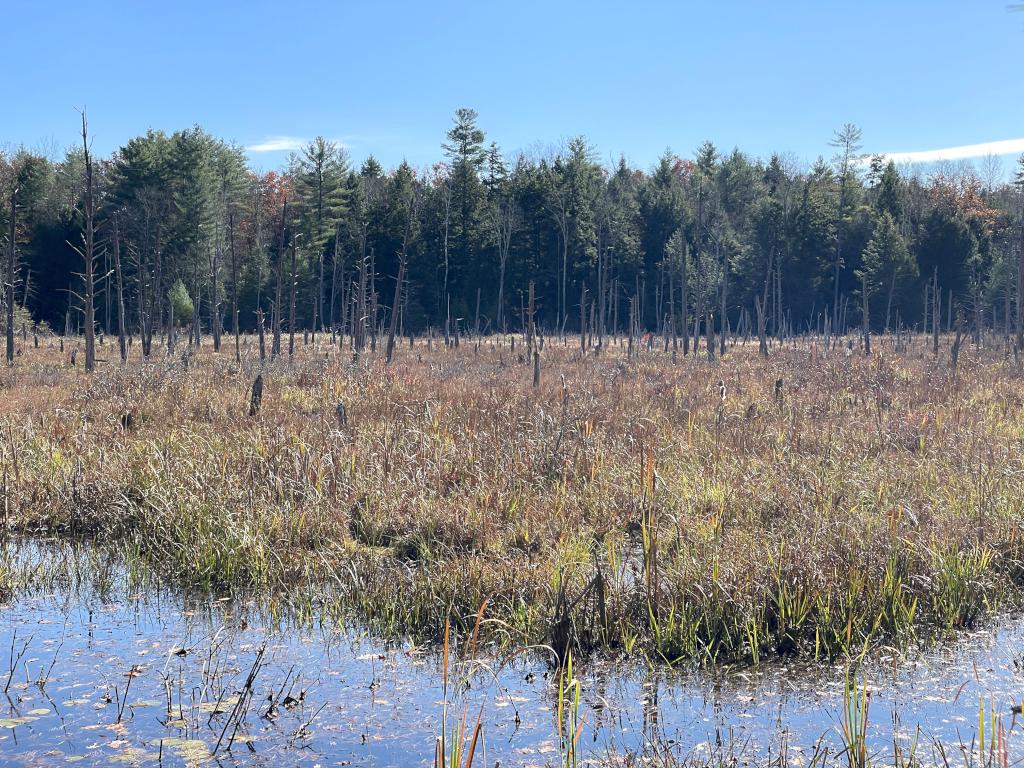 swamp in October at Lillian Cassier Memorial Forest in southern NH