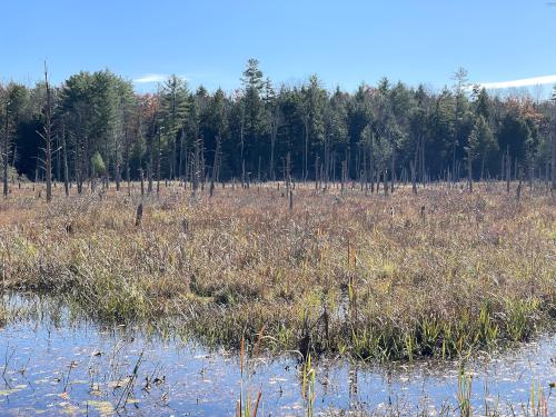 swamp in October at Lillian Cassier Memorial Forest in southern NH