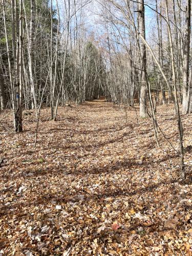 trail in October at Lillian Cassier Memorial Forest in southern NH