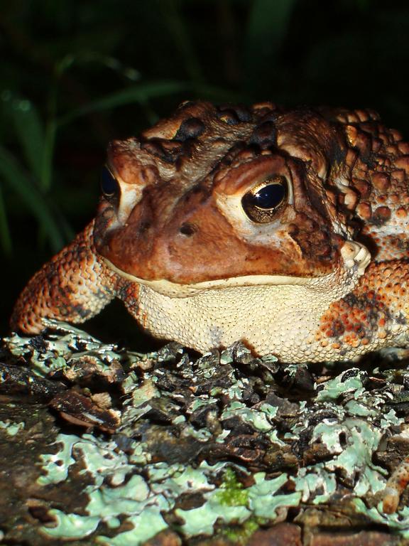 American Toad (Bufo americanus) on Castle West Peak in northern New Hampshire