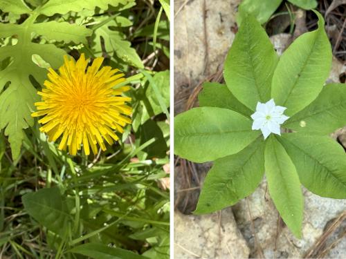 flowers in May at Castor Pond in southern NH