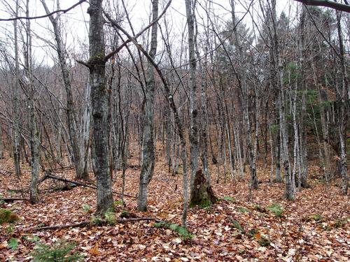 woods view from Catalouchee Mountain in New Hampshire