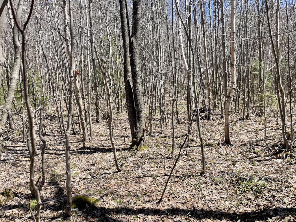 open woods in May at Catalouchee Mountain North in New Hampshire