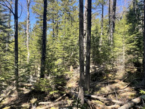 thick woods in May at Catalouchee Mountain North in New Hampshire