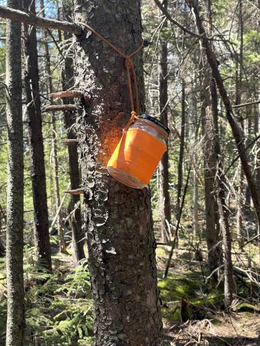 cannister in May at Catalouchee Mountain North in New Hampshire