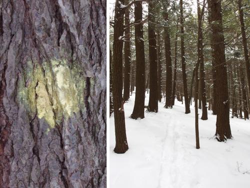 yellow-blazed trail at Catamount Mountain in New Hampshire