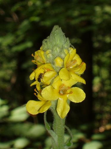 Common Mullein