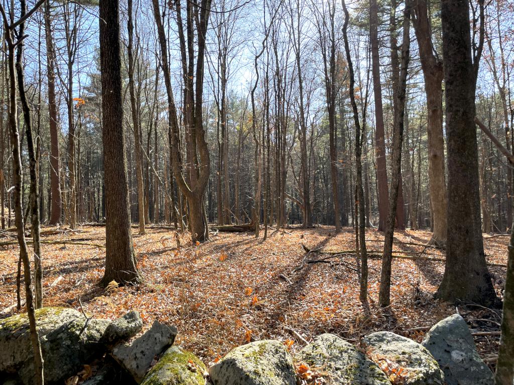 trailside woods in November at Cedar Hill in eastern MA