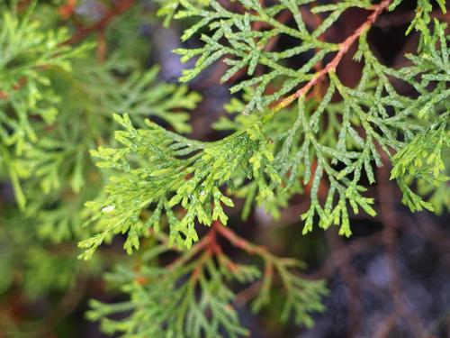 Atlantic White Cedar