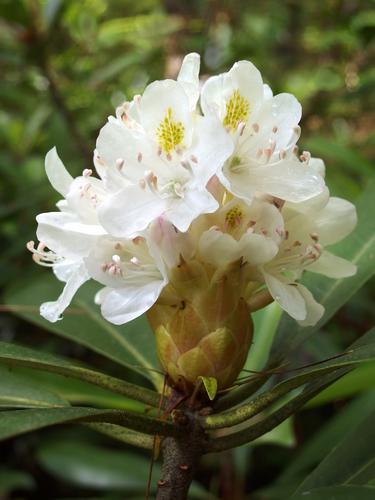 Giant Rhododendron (Rhododendron maximum) at Manchester Cedar Swamp Preserve in New Hampshire