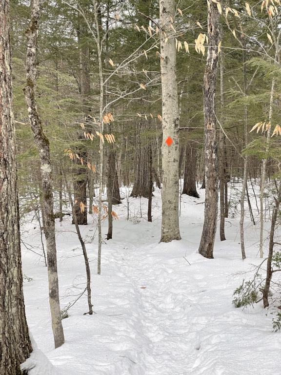 trail in January at Center Harbor Woods near Center Harbor in central New Hampshire