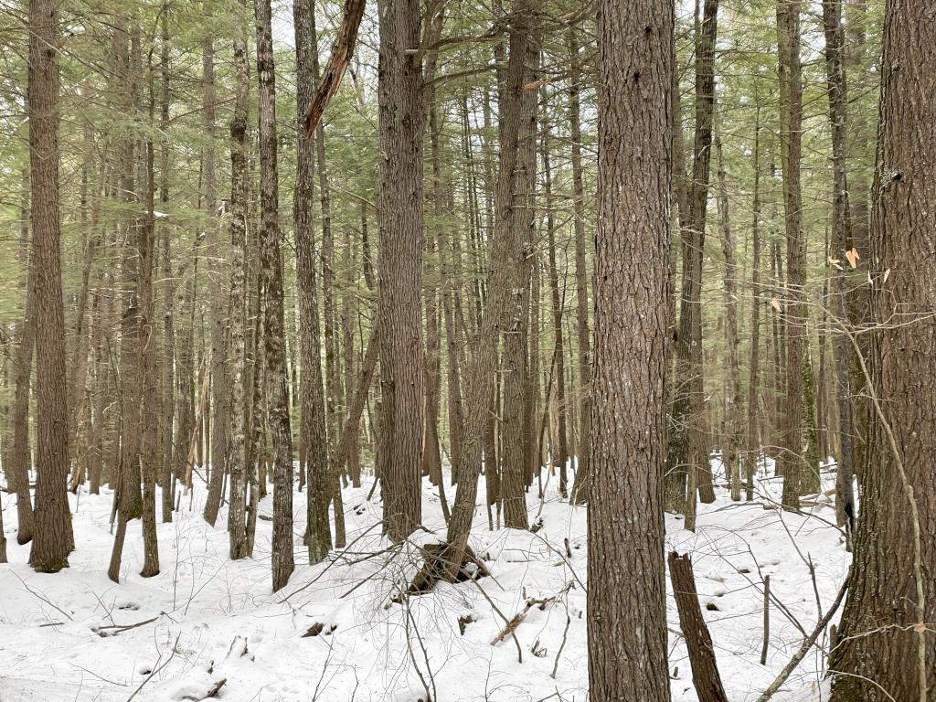 new-growth Hemlock forest in January at Center Harbor Woods near Center Harbor in central New Hampshire