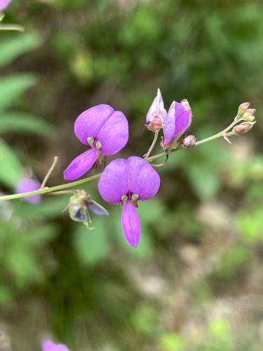 Panicled Tick-trefoil