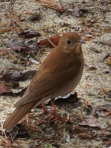 Veery thrush