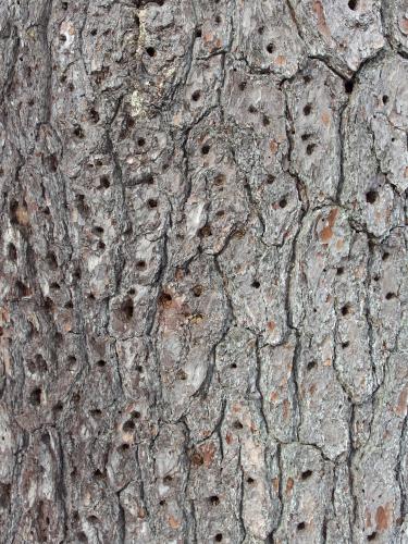 woodpecker tree at Champlin Forest near Rochester in southeastern New Hampshire