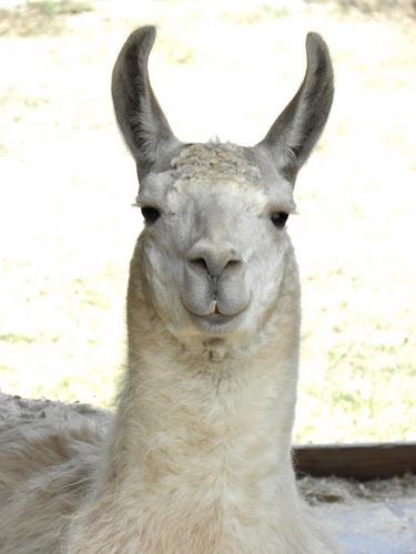 Llama