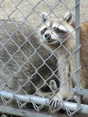 Common Raccoon