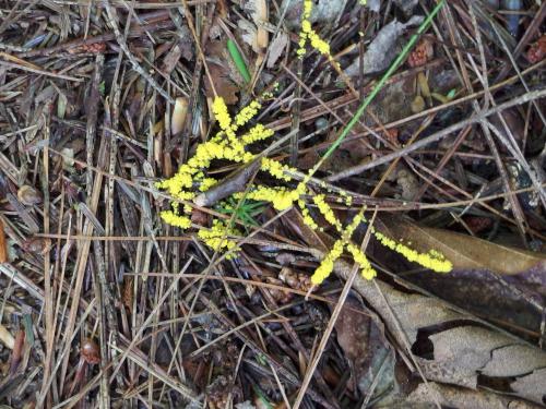 unusual tiny mushrooms in August at Chase Wildlife Sanctuary near Hopkinton in southern New Hampshire