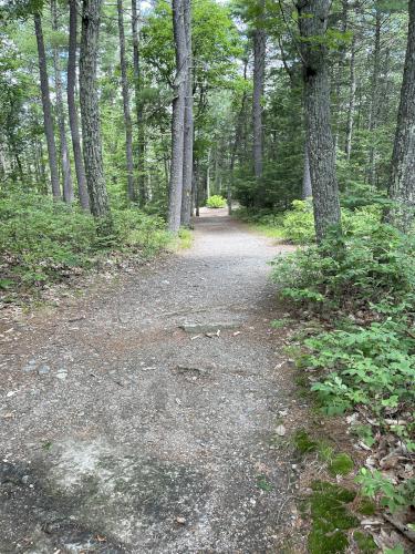 tra9p in June at Purgatory Chasm in southern Massachusetts