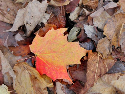 one last late-fall leaf on the trail to Cherry Mountain in New Hampshire