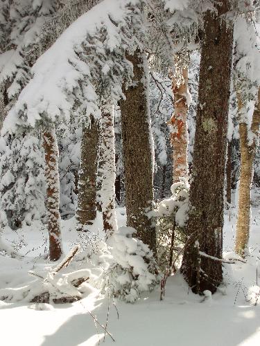 snowy woods on Cherry Mountain in New Hampshire