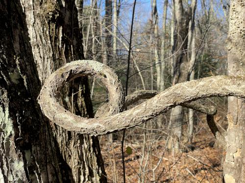 vien stem in November at Chestnut Hill Farm in eastern Massachusetts