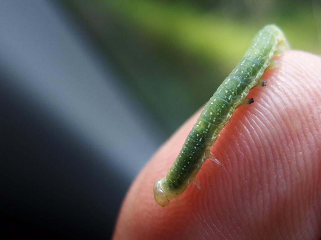 Ashen Pinion (Lithophane antennata) caterpillar